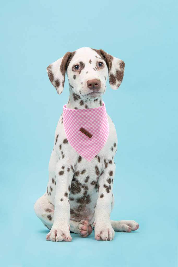 Lionet Paws Dog Bandana Washable Cotton Handkerchief Scarf Triangle Bandana For Small Medium Large Dogs