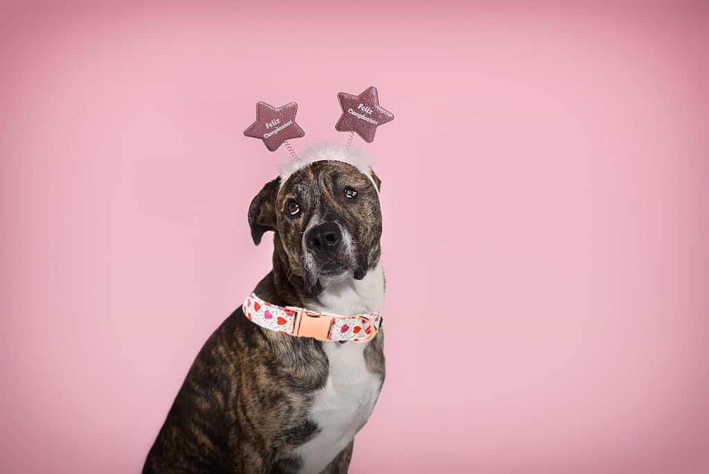 Lionet Paws Valentine Dog Collar, Heavy-Duty Cute Pink Heart Pattern Collar With Metal Buckle Pet For Small Medium Dogs, Neck 13