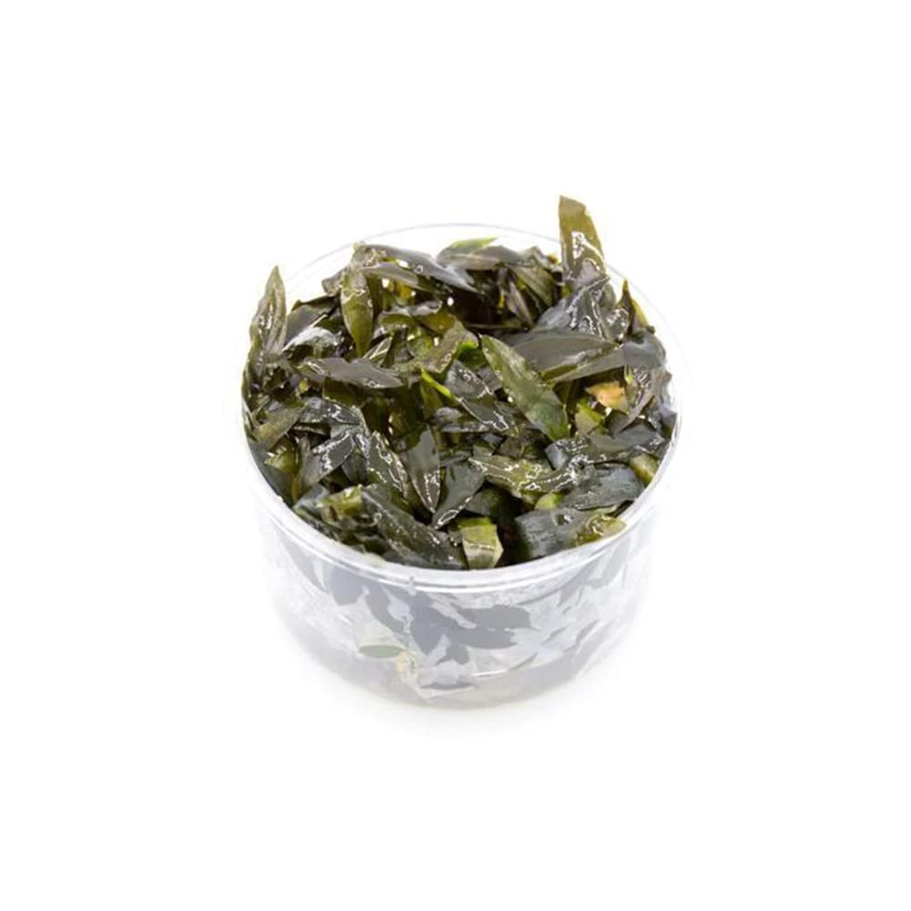 Ultum Nature Systems Cryptocoryne Wendtii Brown (Indonesian) Tissue Culture Live Plant for Aquarium, Freshwater Fish Tank, Aquas