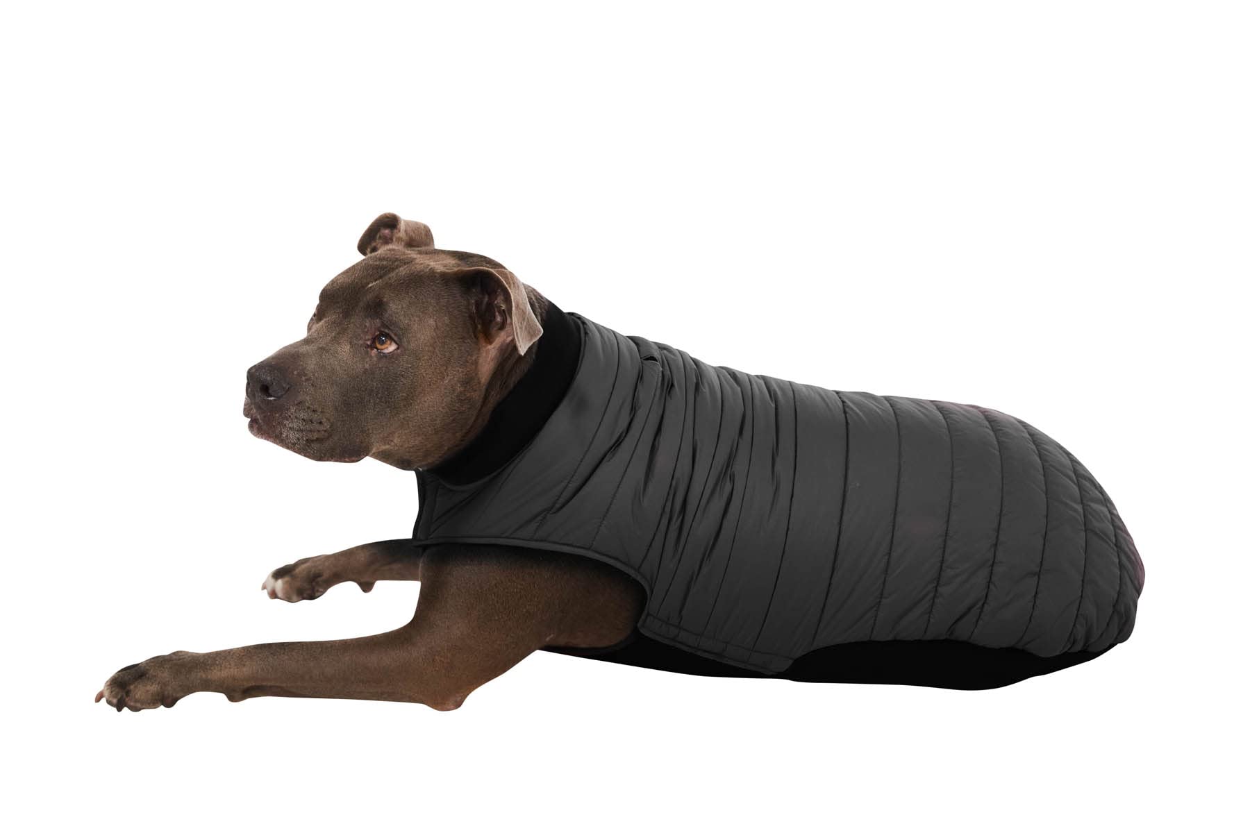 Espawda Aspen Stretch Comfort Padded Waterproof Puffer Jacket For Small, Medium And Large Dogs With Leash Attachment
