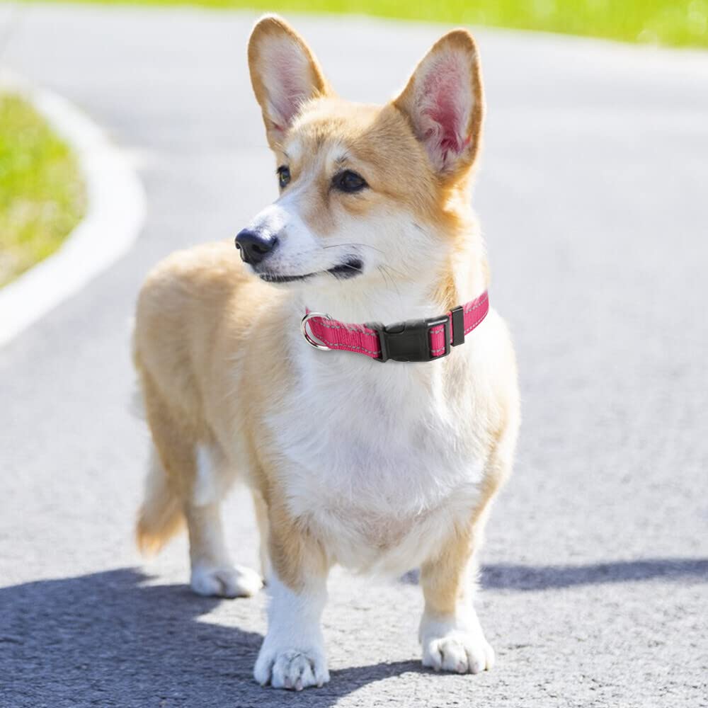 Taglory Reflective Adjustable Dog Collars For Puppy Small Medium Large Dogs, Thin Nylon Webbing And Quick Release Plastic Buckle(Hot Pink Medium)