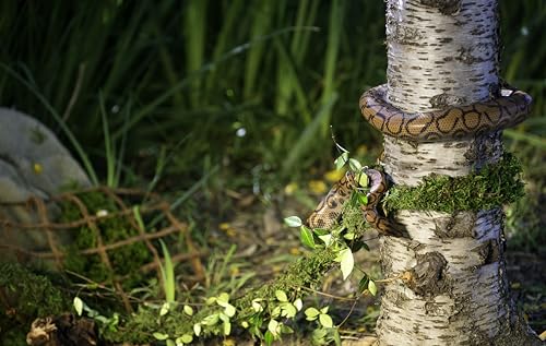 Supermoss Galápagos (05266) Mossvine, Real Moss Vine, 12Ft, Green