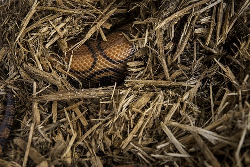 Galápagos (05056) Cypress Tank-Mulch Woodland Bedding For Reptiles & Amphibians, Eco-Friendly, High Absorbency, Dust-Free Perfect For Bearded Dragons, Tortoises, Snakes, & More, 24Qt