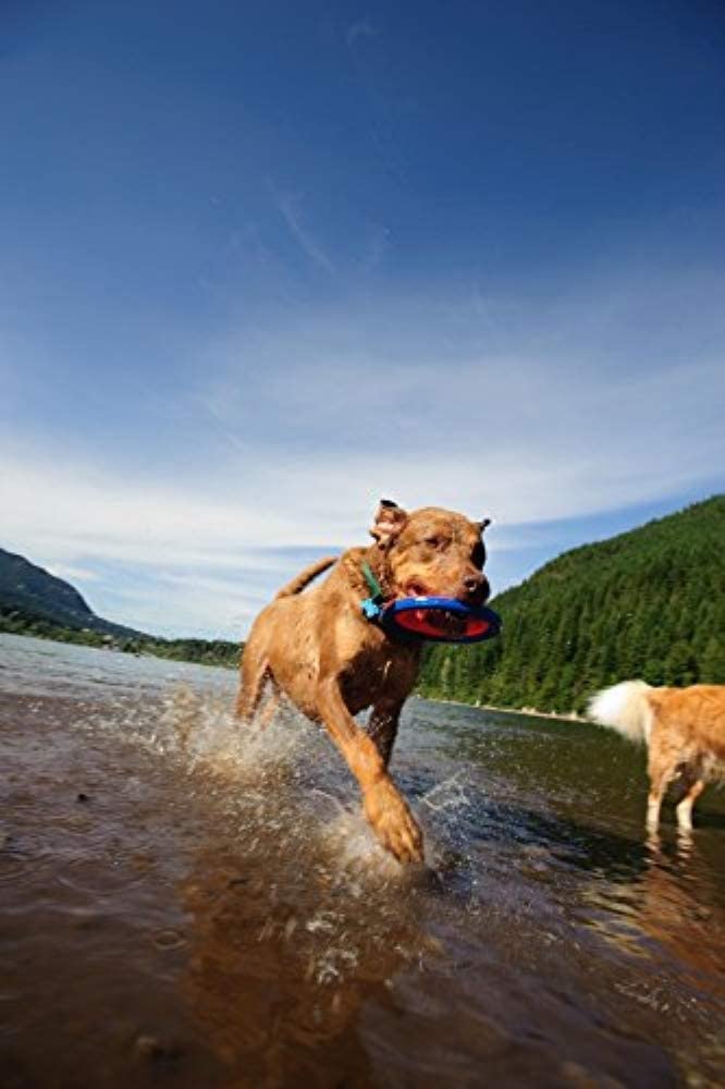 Chuckit! Zipflight Amphibious Flying Ring - Assorted Small - 6'' Diameter (1 Pack) - Pack Of 10