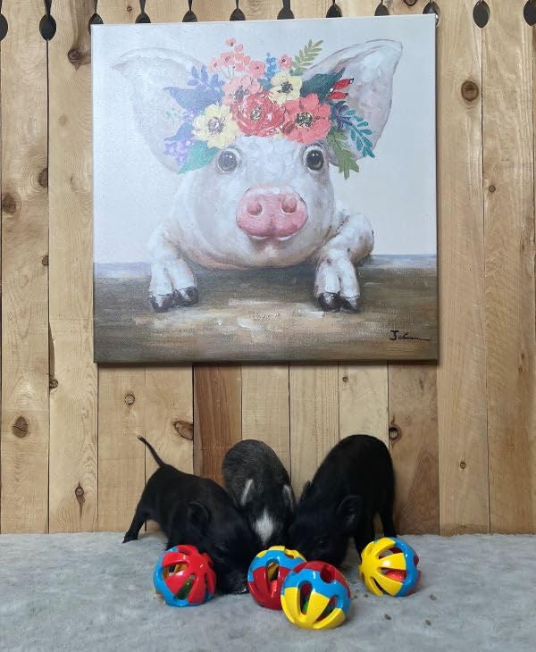 Rattle Balls 4 Pack For Dogs, Pigs, Rabbits, And Other Pets (Red Blue Yellow) - You Can Add Apples, Lettuce, Or Small Dog Bones