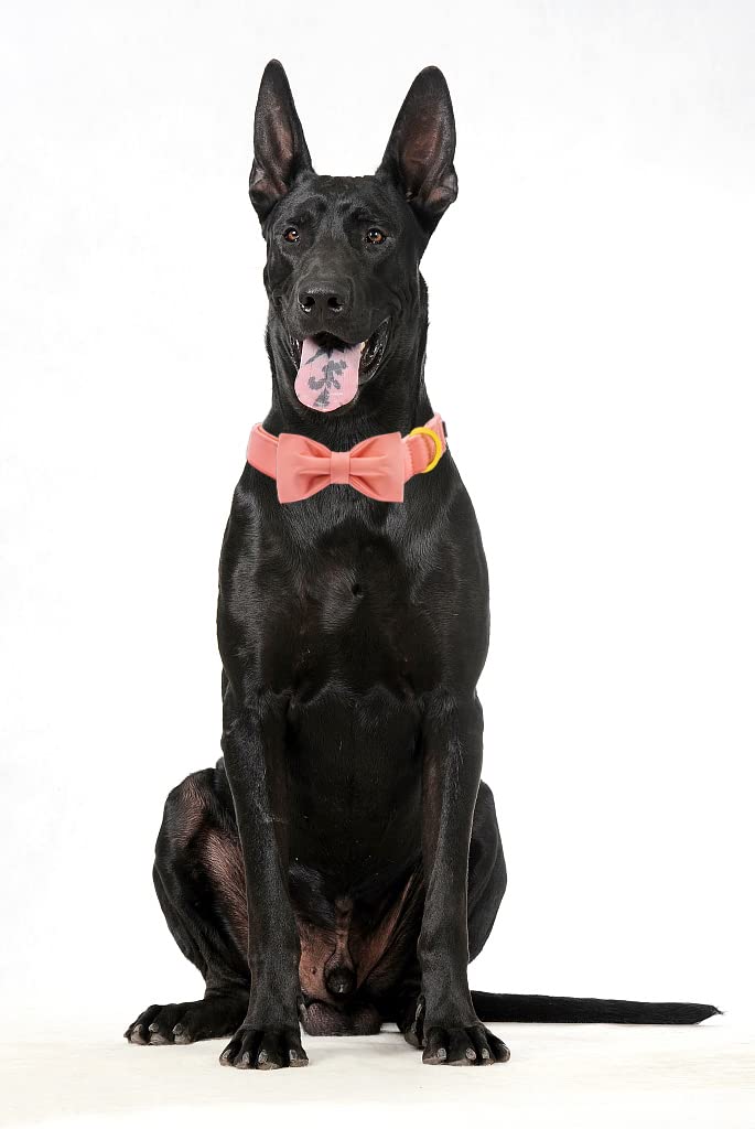 Maca Bates Dog Collar With Bow Bowtie For Dogs Solid Colors Sailor Bow Tie Adjustable Breakaway Pink Collars Accessories Birthda