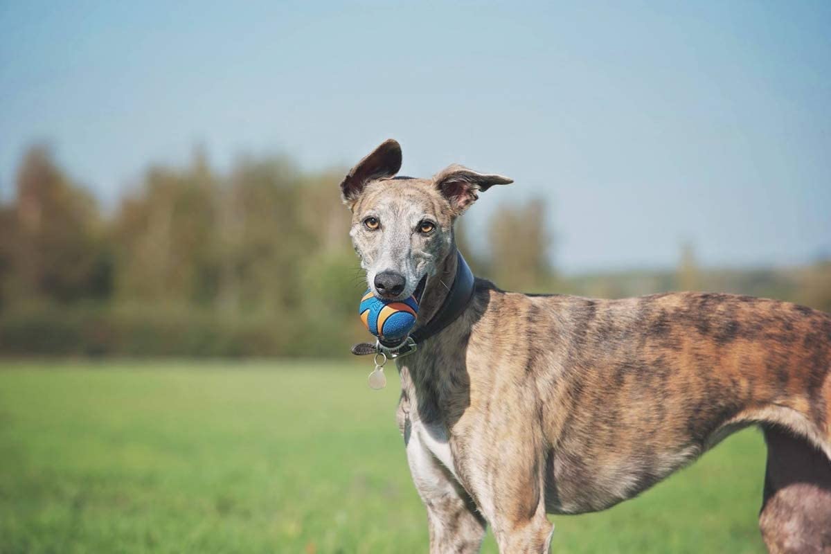 Chuckit! 6 Pack Of Ultra Squeaker Ball Dog Toys, Medium, Whistles When Thrown