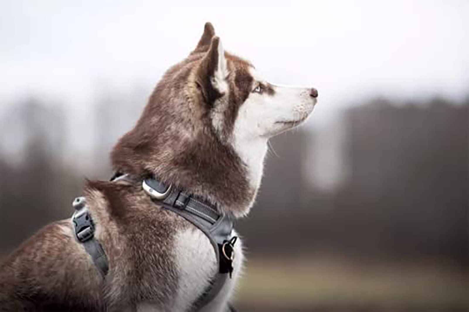 True Love Adjustable No-Pull Dog Harness Reflective Pup Vest Harnesses Comfortable Control Brilliant Colors Truelove Tlh5651(Gra