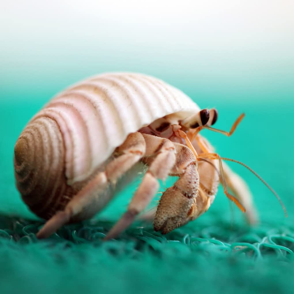 15Pcs Hermit Crab Shells (7 Types) Natural Hermit Crab Shells, For Small To Large Hermit Crab Turbo Shells Hermit Crab Supplies