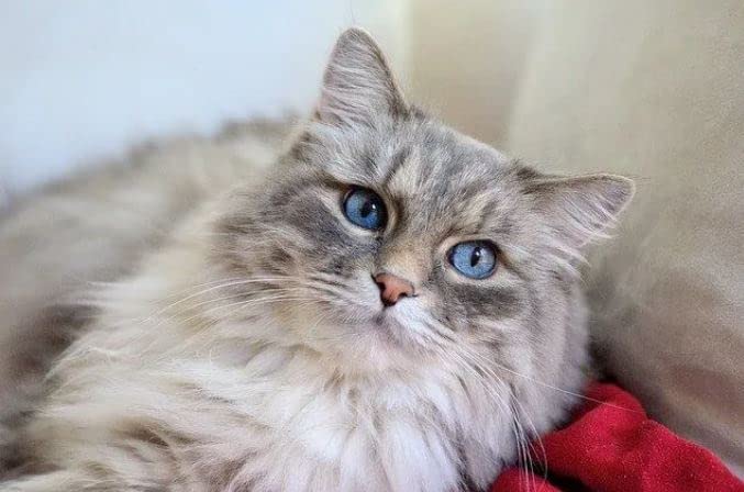 Arm & Hammer Cat Pan/Litter Box, Small, Pearl Ash Blue