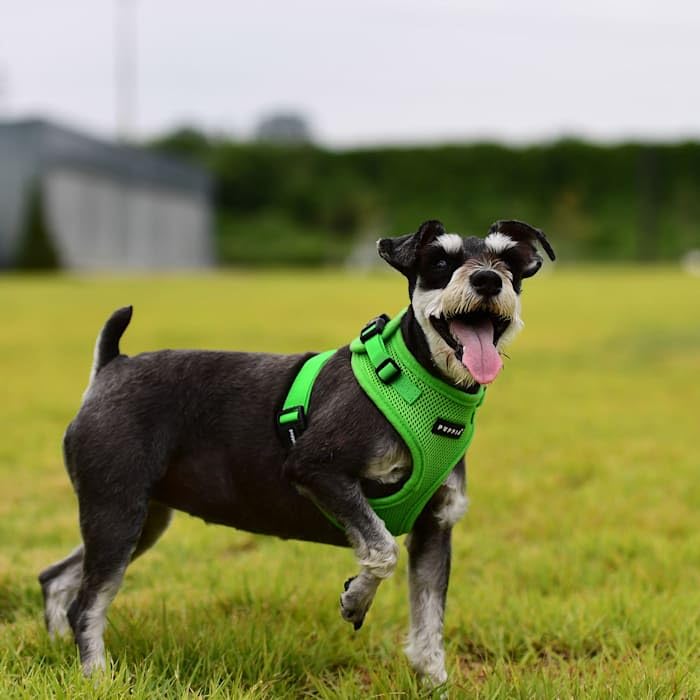 Authentic Puppia Ritefit Harness With Adjustable Neck, Green, Medium