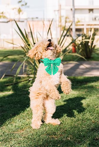 Unique Style Paws St. Patrick'S Dog Collar With Bow Green Clover Dog Collar Bowtie Puppy Collar For Large Medium Small Dogs