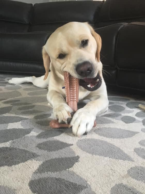 SPOT Bam-bones PLUS T Bone - Bamboo Fiber & Nylon, Durable Long Lasting Dog Chew for Aggressive Chewers - Great Toy for Adult Do