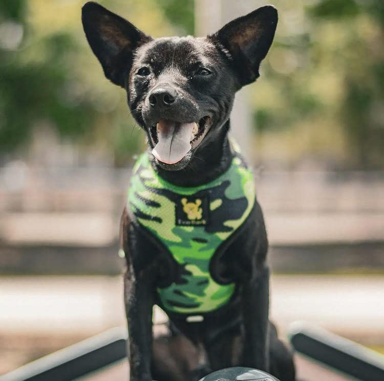 Ecobark Dog Harness - Eco-Friendly Max Comfort Harnesses - Luxurious Soft Mesh Halter - Over The Head Harness Vest- No Pull And No Choke For Puppy, Toy Breeds & Small Dogs (Medium, Camo)