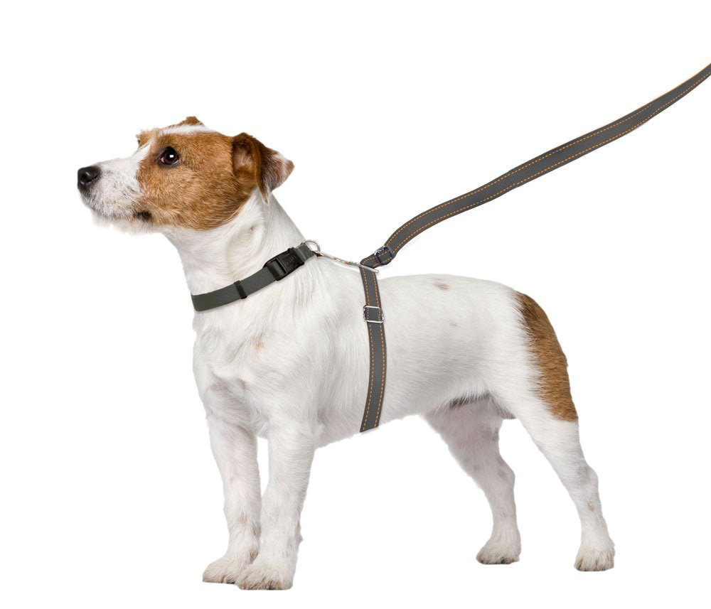 Thunderleash No-Pull Dog Leash (Small (12 To 25 Lbs), Grey)