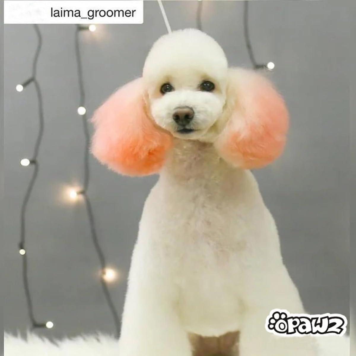 Opawz Pet Hair Chalk, Temporary Dog Hair Dye, Washable Pet Hair Dye, Pet Safe Dye For Creative Grooming (Orange)