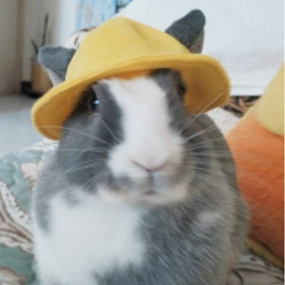 Aniac Funny Cat Hat For Cat Xxs Dog Sun Hat With Ears Hole Rabbit Outfit For Bunny Mini Sombrero Puppy Hat Party Costume Head Ac