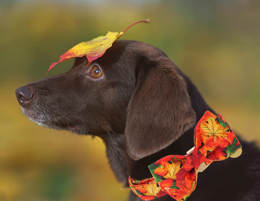Dogwong Fall Dog Collar With Bow, Halloween Thanksgiving Dog Bowtie Collar, Adjustable Autumn Cotton Maple Leaf Bowtie Dog Fall Collars For Medium Dogs Pets