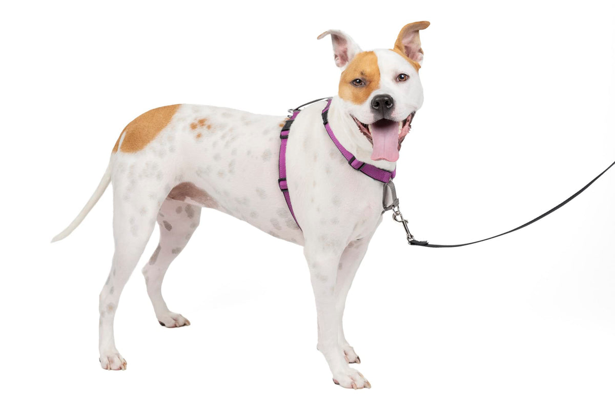 Petsafe 3 In 1 Dog Harness - No Pull Solution For Dogs - Reflective Dog Harness - Front D-Ring Clip Helps Stop Pulling - Comfortable Padded Straps - Top Handle Enhances Control - Plum - Medium