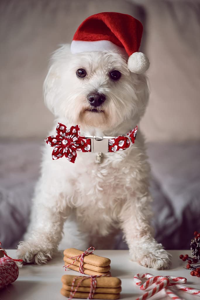 Lionet Paws Christmas Dog Collar With Flower, Dog Flower Collar With Metal Buckle For Dogs, Adjustable Comfortable Dog Collar Gi