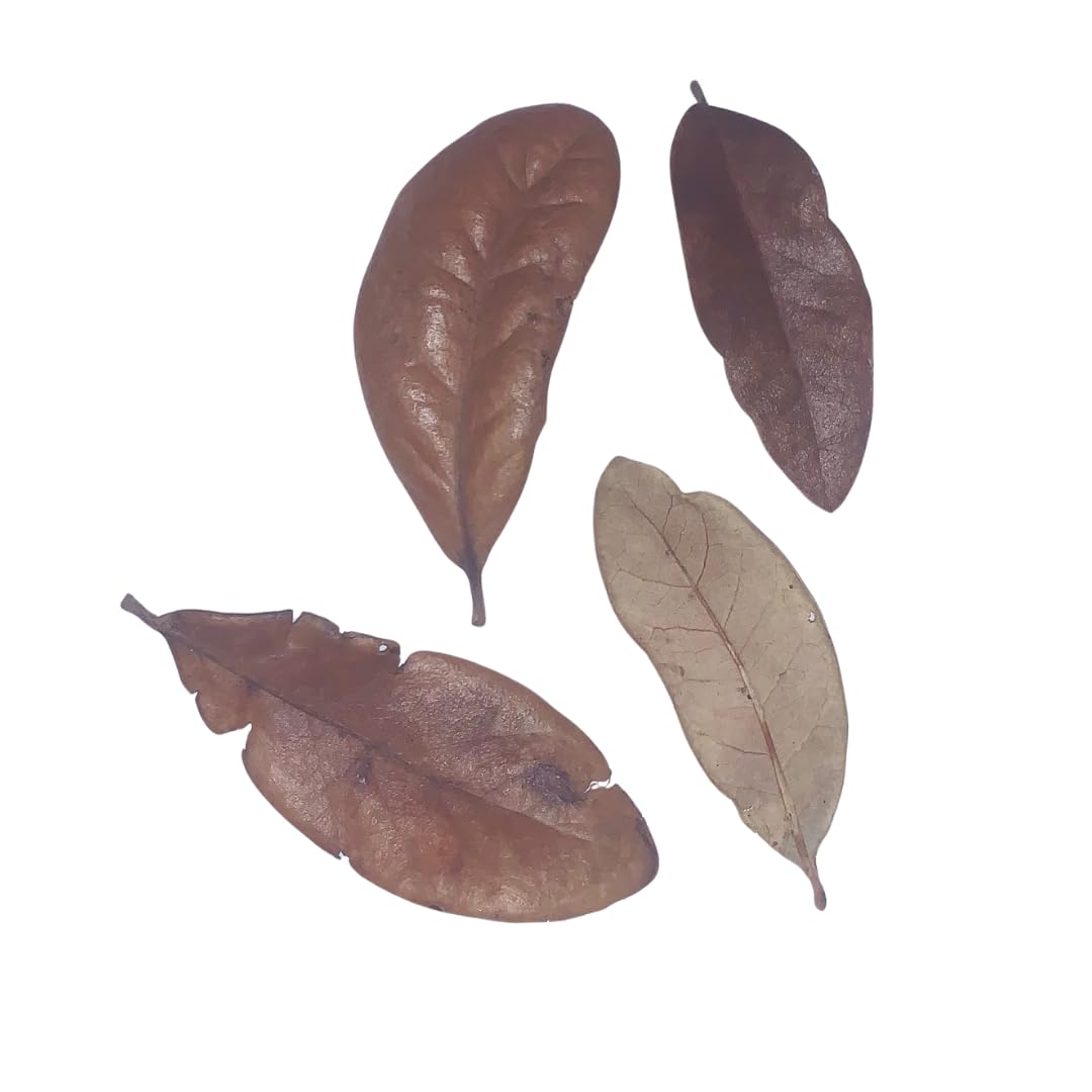 Lone Star Leaf Litter Texas Live Oak Leaf Litter For Reptiles, Bioactive Substrate, Leaf Litter For Isopods, Natural Habitat Enr