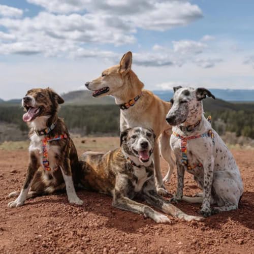 Wolfgang Heavy Duty Martingale Dog Collar With Quick Release Nylon Buckle For Walking & Training, Packleader Print, Medium