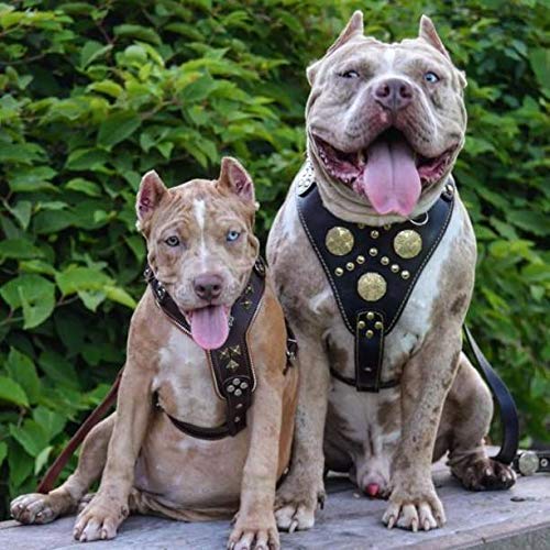 Bestia Genuine Leather Maximus Dog Harness. Big Dogs Only! Cane Corso, Rottweiler, Dogo Argentino, Presa, Mastiff, Bulldog. 100%