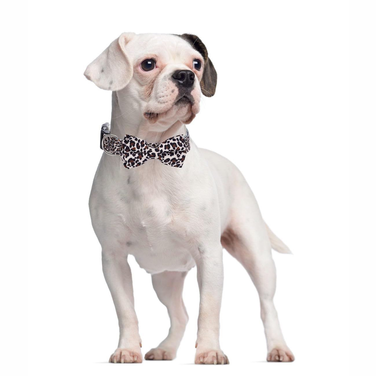 Leopard Dog Collars for Medium Dogs with Bow tie, Pretty Pattern Cheetah Print Design Quick Release Buckle Soft Nylon Girl Puppy
