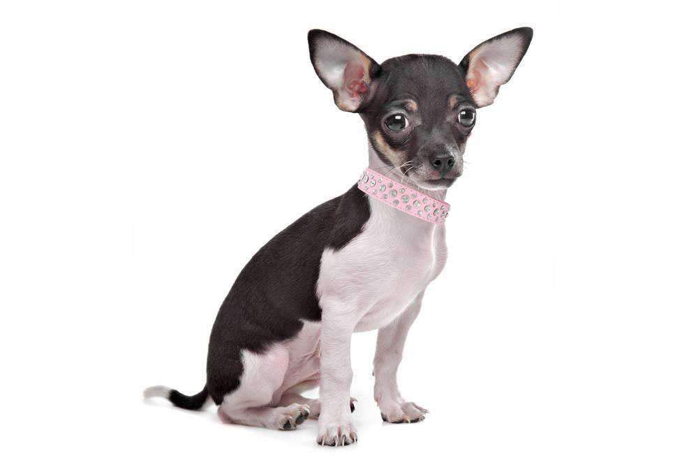 Haoyueer Bling Rhinestone Pu Leather Crystal Diamond Pet Dog Cat Puppy Collar Black S M L Xl (L, Hot Pink)