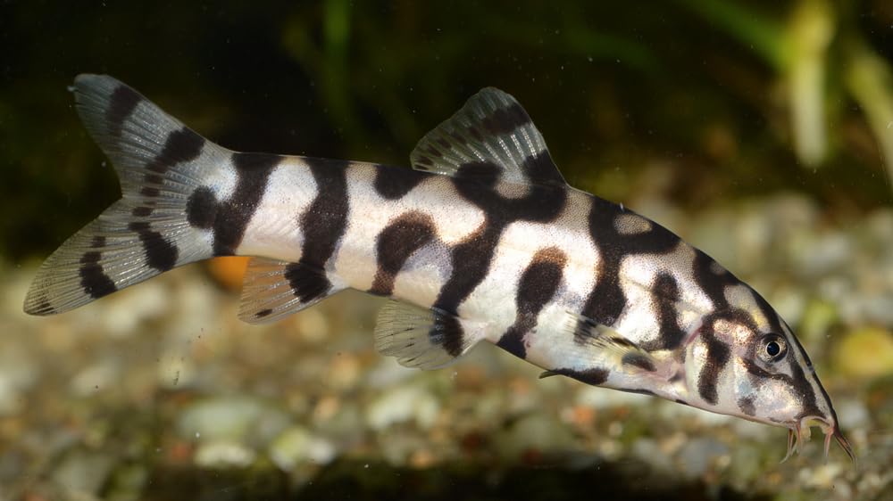 Swimming Creatures 3 Yoyo Loaches (Botia almorhae) Freshwater Aquarium Fish Live (Size Approx. 1 )