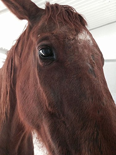 Big Mare Horse Wound Lotion | Anti Bacterial/Anti Fungal | Healing, Soothing & Penetrating Formula | 8 oz Bottle