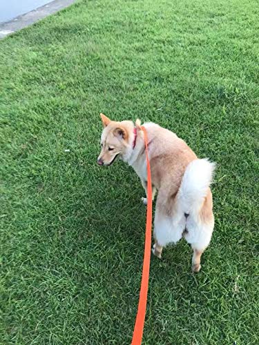 Amagood Dog/Puppy Obedience Recall Training Agility Lead-15 Ft 20 Ft 30 Ft 50 Ft Long Leash-For Dog Training,Recall,Play,Safety,Camping (15 Feet, Orange)