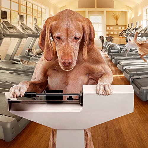 Fromm Gold Coast Weight Management Premium Dog Food - Weight Management Dry Dog Food - Whitefish Recipe - 26 lb