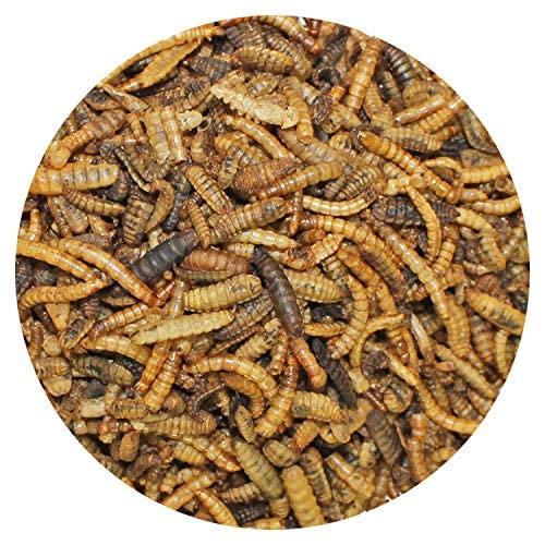 EZ-Worms (1.41 oz.) - Blend of Dried Mealworms & Black Soldier Fly Larvae (BSFL) - Healthy Insect Treat - Chickens, Bluebirds, S