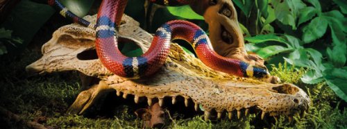 Exo Terra Croc Skull Terrarium Decor Lq - Ideal For Reptiles & Amphibians | Secure Hiding Place, Multiple Entrances, Perfect For Desert & Rainforest Setups | Adds Exciting Accent To Any Habitat