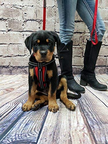 Activedogs Service Dog Vest Harness + Clip-On Bridge Handle + Id Card Carrier + Ada Cards + Reflective Service Dog Patches - Large Service Dog Harness Vest For Large Dogs (Girth 25”-35”) Royal Blue