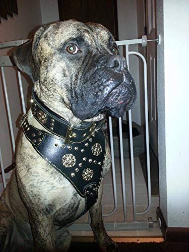 Bestia Genuine Leather Maximus Dog Harness. Big Dogs Only! Cane Corso, Rottweiler, Dogo Argentino, Presa, Mastiff, Bulldog. 100%
