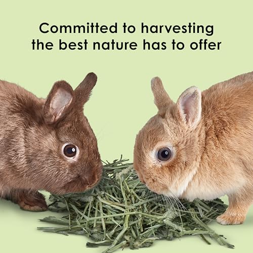 Kaytee Wafer Cut All Natural Timothy Hay for Pet Guinea Pigs, Rabbits & Other Small Animals, 11.25 Pounds
