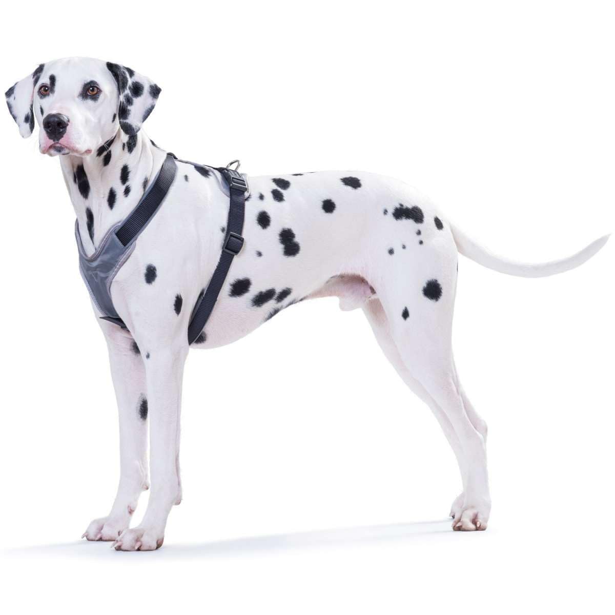 Hunter Neoprene Dog Harness, X-Small, Black/Grey