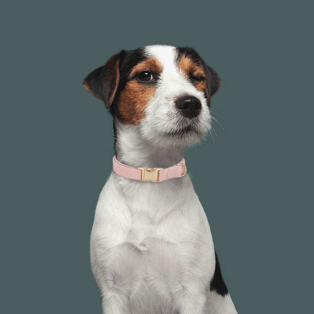 Ewinoom Soft Corduroy Dog Collar and Leash Set, Adjustable Cotton Dog Collars with Metal Buckle and Lead for Medium Dogs,Baby Pi