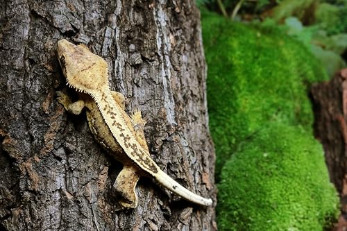 Gal  pagos (05505) Natural Cork Bark for Reptiles - Ideal for Bearded Dragons, Snakes, and Geckos - Climbing Accessory for Terra