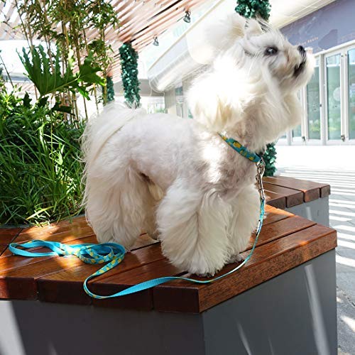 Azuza Dog Collar And Leash Set, Lemon Patterns On Blue Nylon Collar And Matching Leash, Great Option For Extra Small Dogs