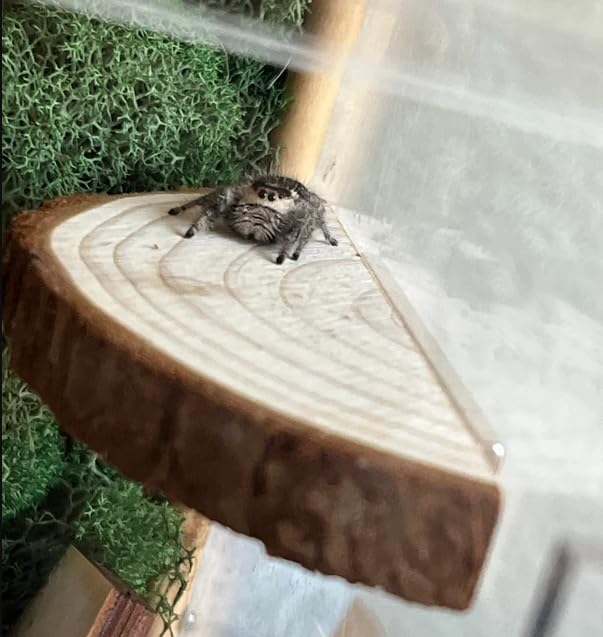 1 Pc. Magnetic Arboreal Ledge | Jumping Spider Ledge | The Critters Cave (Sleeker But Weaker: Smaller Embedded Magnets)