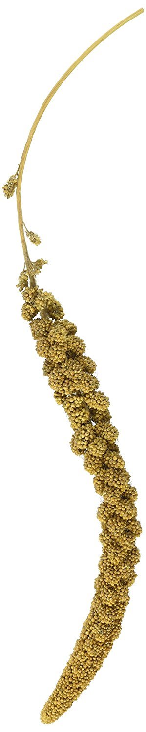 F.M. Browns Golden Millet Spray, All-Natural Foraging Treat for Pet and Wild Birds, 5-lb Bag - Sun-Cured, Grown and Harvested i