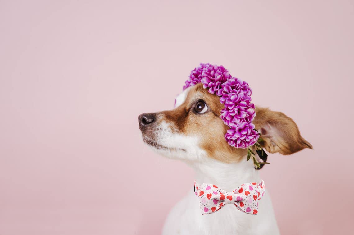 Lionet Paws Valentines Day Dog Collar With Bowtie, Dog Bowtie Collar With Metal Buckle For Dogs And Cats, Adjustable Comfortable Dog Collar Girl Boy Gift,Xxs, Neck 7-11 In