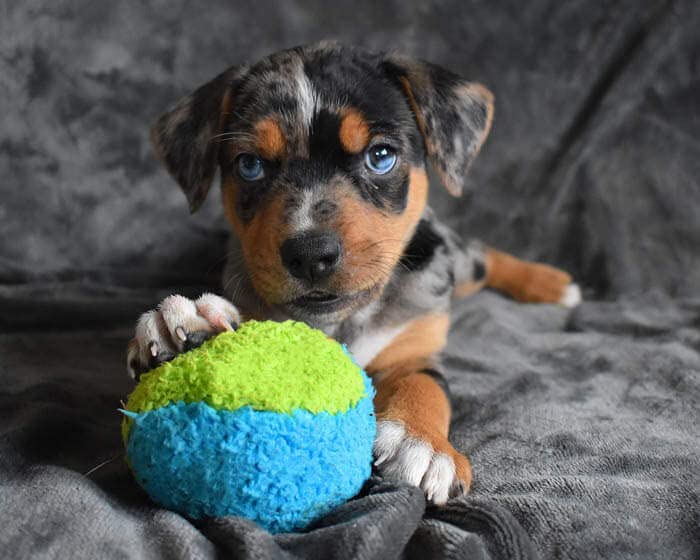 Cycle Dog Duraplush Medium Blue Green Fuzz Ball : Eco-Friendly And Durable Toy For Dogs, Made In Usa With Recycled Materials, Pe