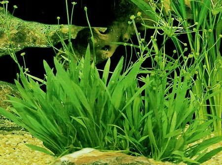 Potted Live Aquarium Plants | Freshwater Aquatic Plants For Aquariums (Potted Narrow Leaf Sword)