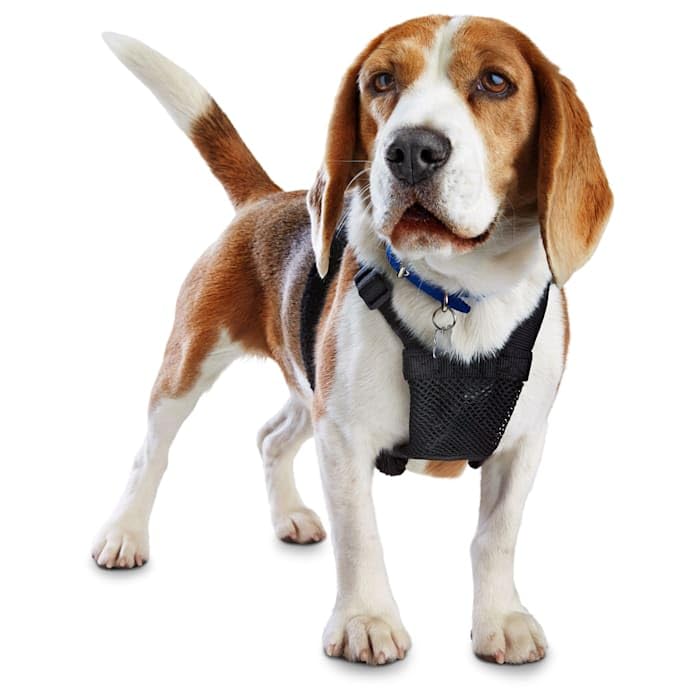EveryYay Embrace The Pace Black No Pull Dog Harness, Small