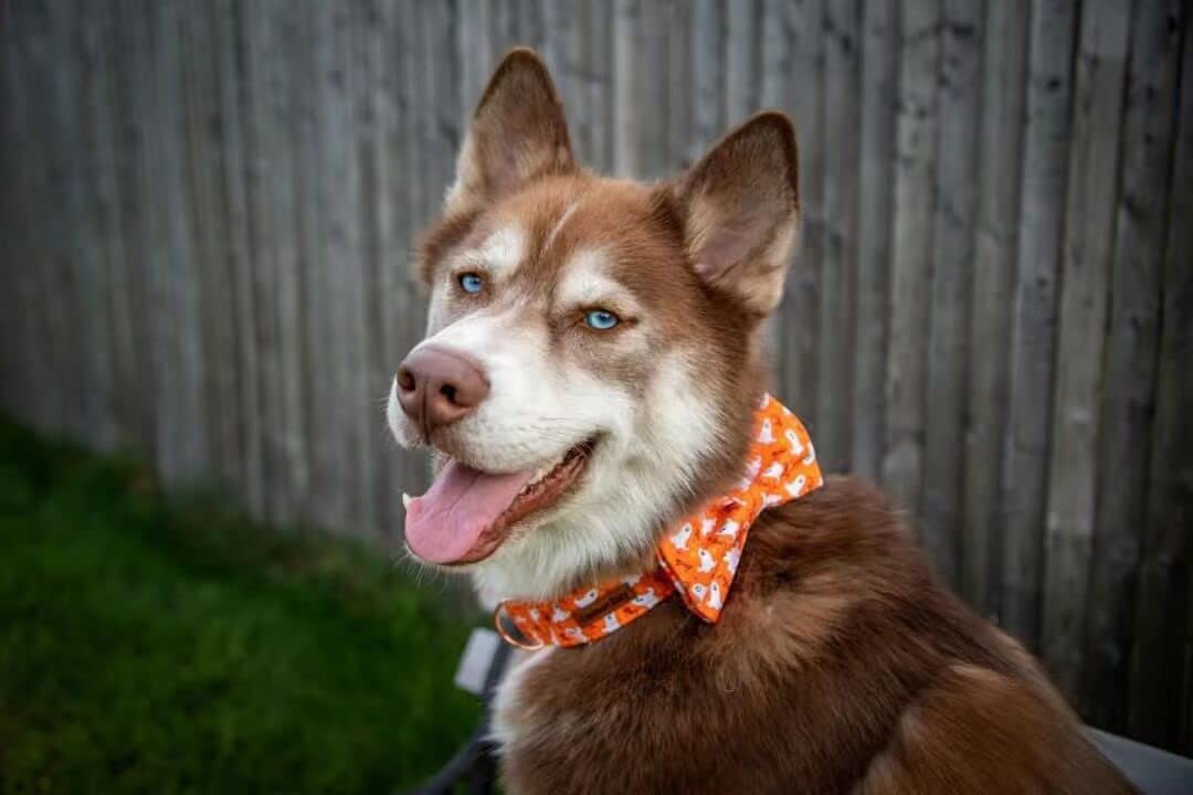 Lionheart Glory Halloween Dog Collars, Bowtie Dog Collar Heavy Duty Adjustable Fall Dog Collar For X-Small Puppy Collar Dog Bow