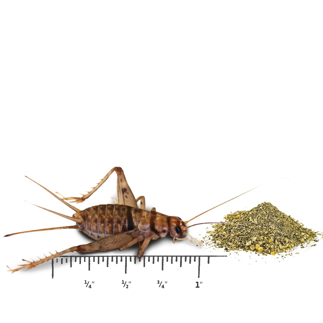 Josh's Frogs 1 Large Adult Banded Crickets (250 Count)